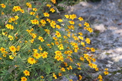 Tagetes tenuifolia