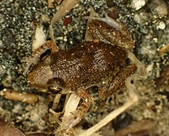 Eleutherodactylus planirostris