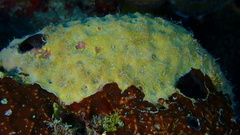 Halisarca