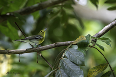 Vireo flavifrons