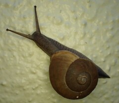 Zachrysia provisoria