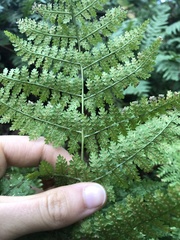 Dryopteris campyloptera