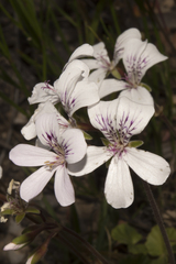 Pelargonium havlasae