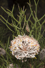 Petrophile divaricata