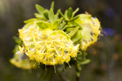 Pimelea suaveolens