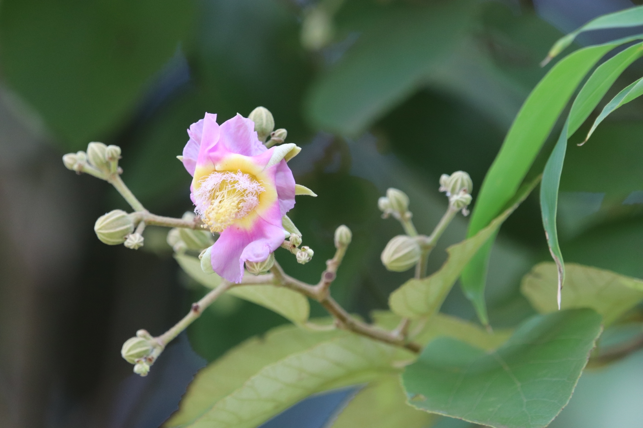 Luehea divaricata