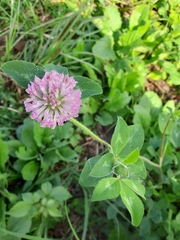 Trifolium pratense