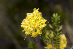 Pimelea suaveolens