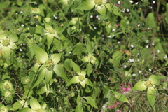 Euphorbia schiedeana