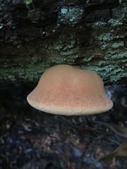 Fistulina hepatica