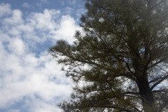 Pinus ponderosa