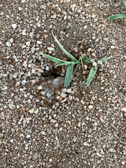 Formicidae