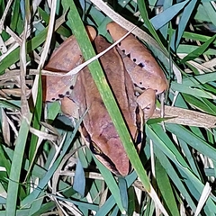Leptodactylus mystaceus