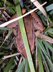 Leptodactylus mystaceus