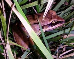Leptodactylus mystaceus