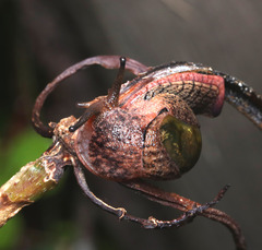 Stanisicarion freycineti