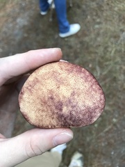 Fistulina hepatica