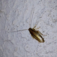Blattella germanica