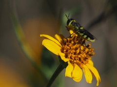 Hedriodiscus truquii