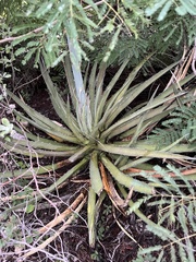 Agave lechuguilla