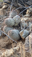 Mammillaria grahamii