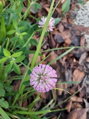 Trifolium pratense