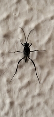 Evania appendigaster