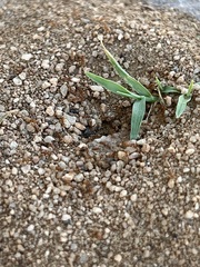 Formicidae