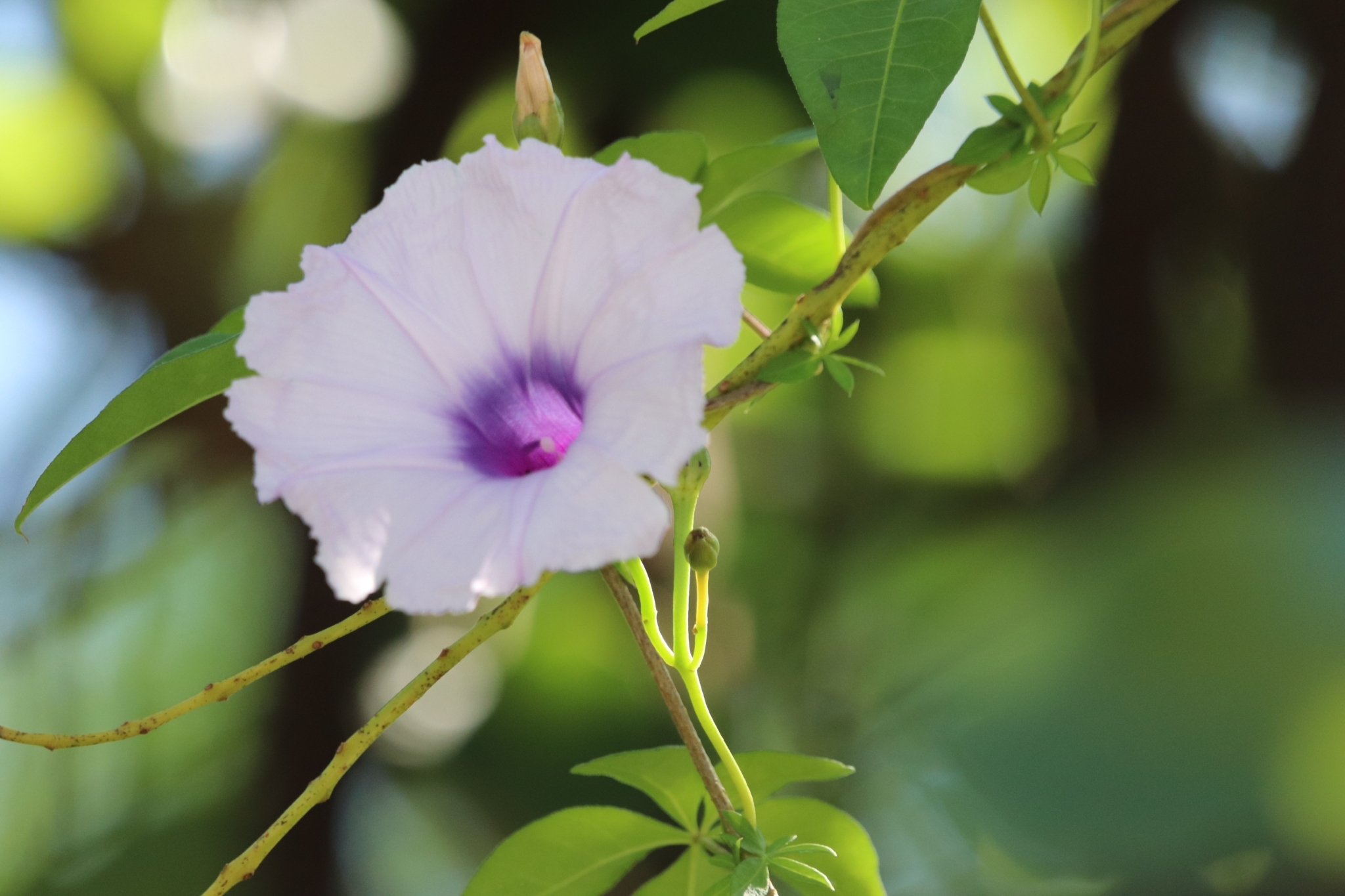 Ipomoea cairica