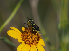 Hedriodiscus truquii