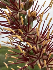 Agave lechuguilla