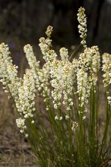 Stackhousia monogyna