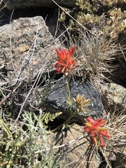 Castilleja applegatei pinetorum