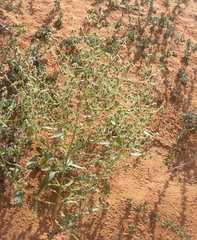 Chenopodium