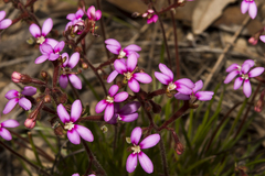 Stylidium leptophyllum