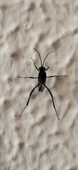 Evania appendigaster