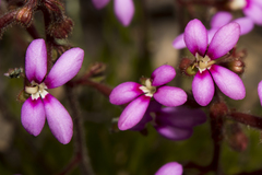 Stylidium leptophyllum