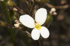 Stylidium piliferum
