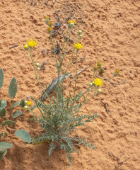 Hymenopappus filifolius