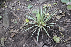 Agave dasylirioides