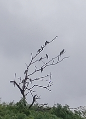 Eupsittula canicularis