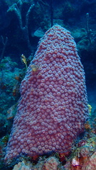 Montastraea cavernosa