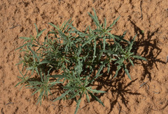 Chamaesaracha coronopus