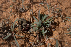 Hypertelis umbellata