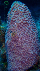 Montastraea cavernosa