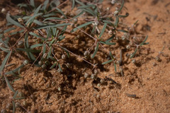 Hypertelis umbellata