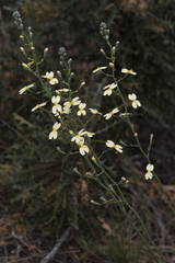 Stylidium spathulatum