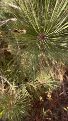 Pinus