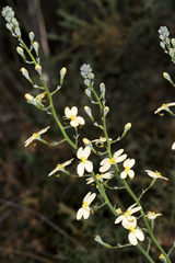 Stylidium spathulatum