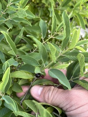 Karwinskia humboldtiana